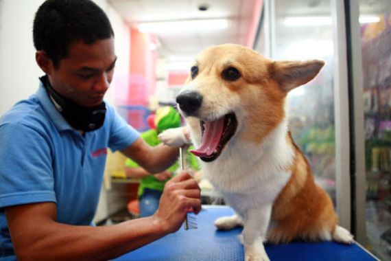 Latih Anjing Sesuai Karakternya - JPNN.COM