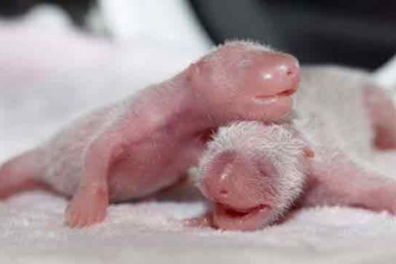 Lihat nih... Panda Kembar Ini Menggemaskan, Lahir Melalui Inseminasi Buatan - JPNN.COM