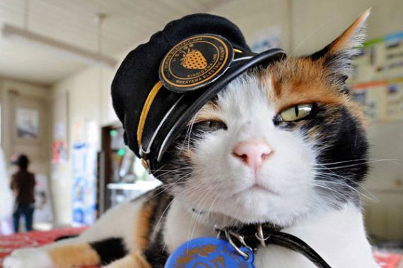 Ribuan Orang Jepang Berkabung, Kucing Ini pun Dikubur Pakai Upacara Shinto - JPNN.COM