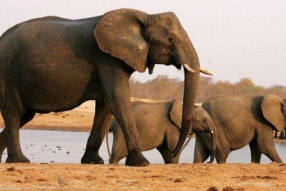 Meski Menuai Protes, 20 Gajah Zimbabwe Tetap Diterbangkan ke Tiongkok - JPNN.COM
