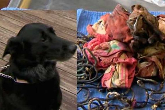 Dokter Temukan Beragam Perkakas Wanita di Dalam Perut Anjing Labrador Ini - JPNN.COM