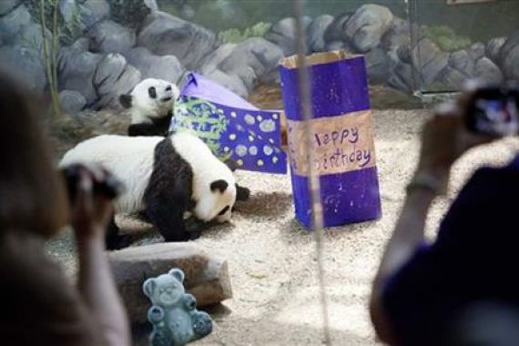 Kebun Binatang Atlanta Rayakan Ulang Tahun Panda Langka - JPNN.COM