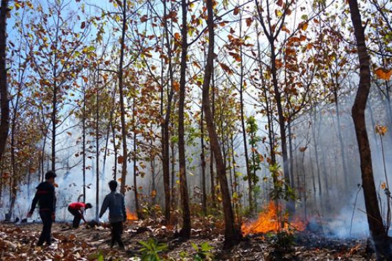 Orang Gila Bakar Hutan Pinus Halimun-Salak - JPNN.COM