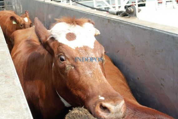 Kemendag Bakal Izinkan Impor Sapi 50 Ribu Ekor - JPNN.COM