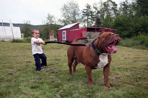 Anjing Pitbull Terbesar di Dunia ini Punya Anak Seharga Setengah Juta Dollar - JPNN.COM
