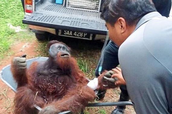 WNI jadi Penyebab Matinya Orangutan Secara Biadab di Malaysia - JPNN.COM
