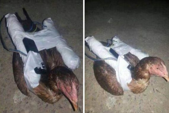 Astaga, ISIS Kini Gunakan 'Ayam Bunuh Diri' untuk Mengebom Musuh - JPNN.COM