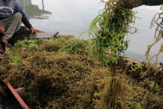 Meksiko Gelontorkan Rp118,3 Miliar Bersihkan Tumpukan Rumput Laut - JPNN.COM