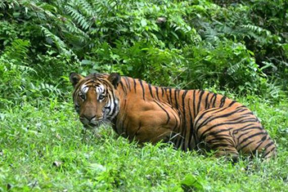 Alamak, Polisi Tembak Mati Enam Pemburu Harimau - JPNN.COM