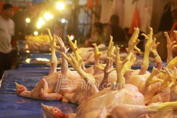 Giliran Pedagang Ayam Mogok - JPNN.COM