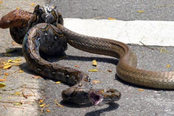 GEGER! Piton Duel Kontra Kobra, Mahasiswa Singapura Kelabakan - JPNN.COM