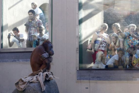 SEDIH... Orangutan Ini Merasa Sendiri di Tengah Tatapan Pengunjung Kebun Binatang - JPNN.COM