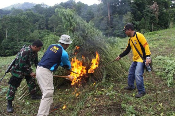 Lahan Ganja 5 Hektar Siap Panen Dimusnahkan - JPNN.COM