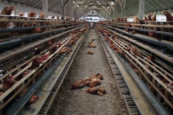 Gara-Gara Asap, Kehidupan Ribuan Ayam di Daerah Ini Terancam - JPNN.COM