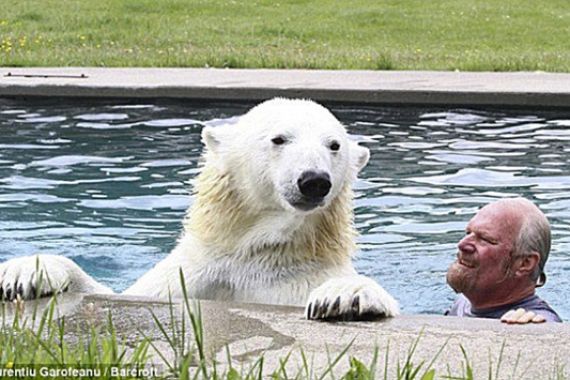 Keren... Suami-Istri Peliharaannya Beruang Putih seberat 381 Kilogram - JPNN.COM