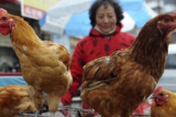 Ngeri! Petugas Temukan 11 Ton Ayam Potong Pakai Formalin - JPNN.COM