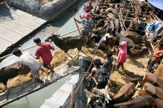 Harga Sapi Naik Rp 3 juta, Kambing Rp 500 ribu - JPNN.COM