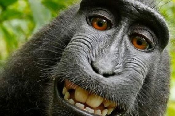 Woiiii... Ada Monyet Selfie, Senyumannya Bikin Heboh Dunia - JPNN.COM