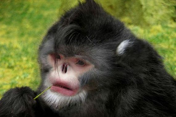 UNIK, Ada Penemuan Terbaru Monyet Bersin saat Musim Hujan dan Ikan Berjalan, Ini Fotonya.. - JPNN.COM