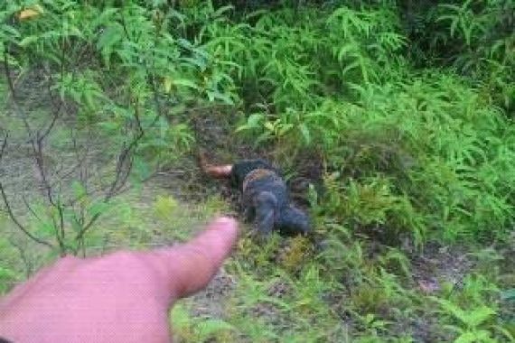Wajah Mayat Wanita yang Dibunuh Di Hutan Bukit Harimau Tak Bisa Dikenali - JPNN.COM
