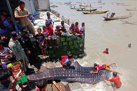 Lihat Nih, Tujuh Perahu Nelayan Gotong-royong Seret Hiu Tutul... - JPNN.COM