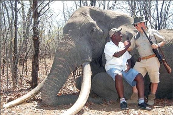 Usai Bunuh Gajah Legendaris, Pemburu Nampang di Dunia Maya, Kini Ganti Diburu - JPNN.COM
