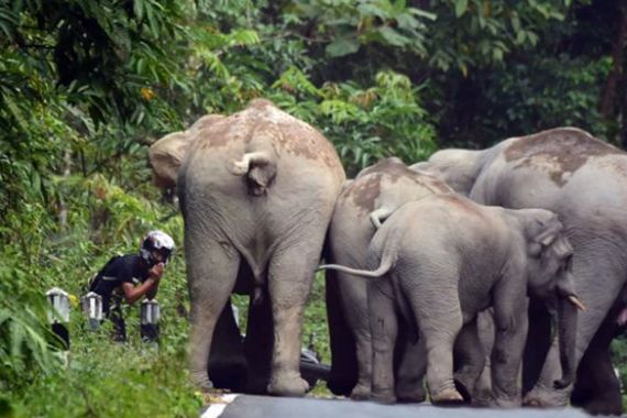 Pengendara Motor Ini Kena Keroyok 6 Ekor Gajah, Untung Dia Lekas Minta Maaf - JPNN.COM