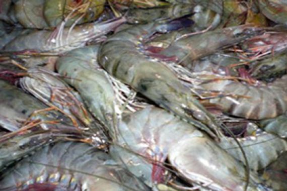 Sambut MEA, Industri Udang Hadapi 3 Masalah Besar - JPNN.COM