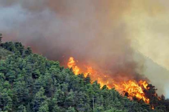 400 Pohon Pinus Terbakar, Perhutani Rugi Rp435 juta - JPNN.COM