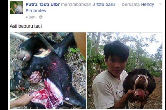 KLH Segera Selidiki Pembunuhan Beruang Madu di Sumsel - JPNN.COM