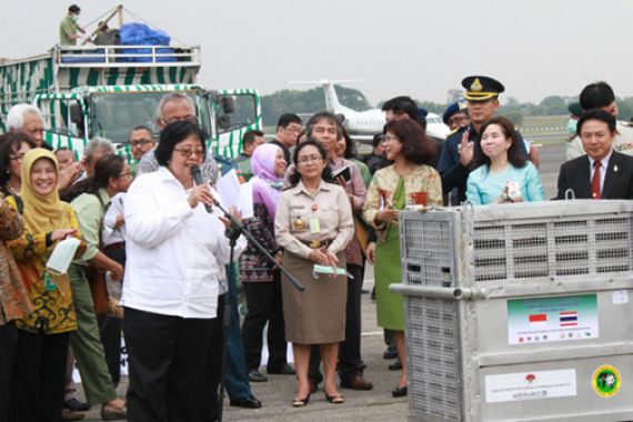Pesawat TNI Angkut 14 Orangutan dari Thailand - JPNN.COM
