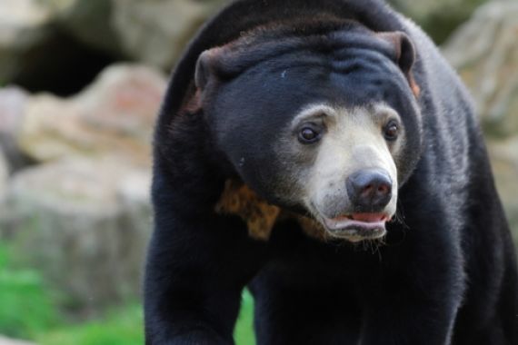 Giliran Guru Diamuk Beruang Madu - JPNN.COM
