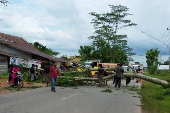Pohon Tumbang, Dinas Terkait Lambat Bergerak - JPNN.COM