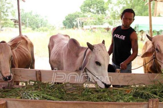 Dua Jempol! Ribuan Sapi Disalurkan ke Masyarakat - JPNN.COM