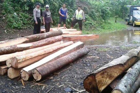 PARAH: Pencurian Kayu di Kawasan Hutan Lindung Tak Terbendung - JPNN.COM