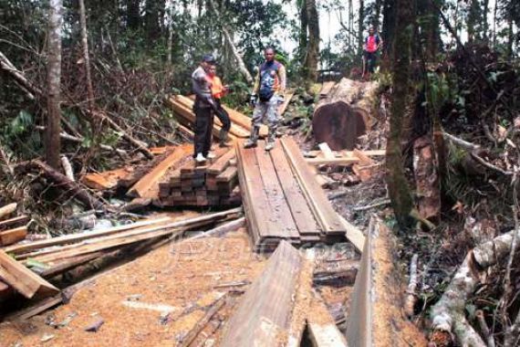 Illegal Logging, 400 Kubik Kayu dan 4 Ekskavator Disita - JPNN.COM