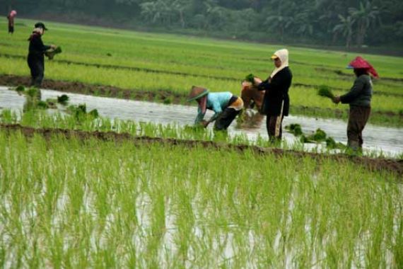 Unik Nih! Ada Lomba Menanam untuk Petani - JPNN.COM