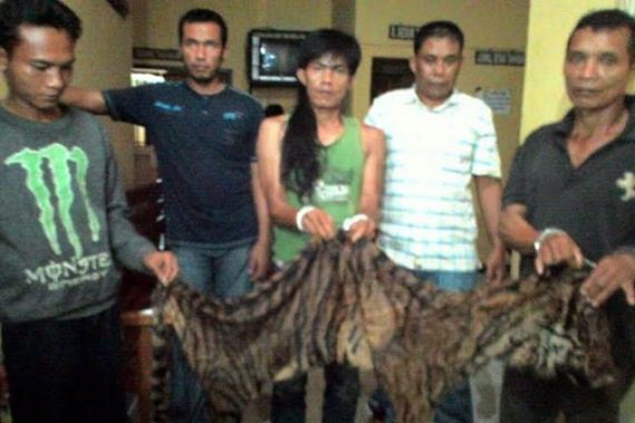 Sindikat Besar Pemburu Harimau Sumatera Tertangkap Tangan di Mukomuko - JPNN.COM