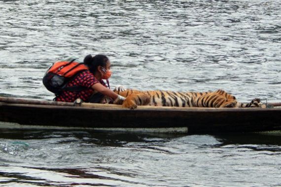 Kisah Perempuan Dokter Hewan, Sejam di Perahu sambil Mengelus Harimau - JPNN.COM