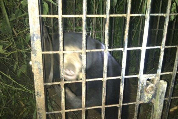 Beruang Madu Kerap Keluyuran ke Kampung, Akhirnya jadi Begini, nih Fotonya - JPNN.COM