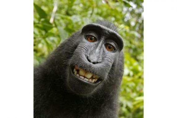 Oalah! Monyet Asal Sulawesi Itu Kalah Dapatkan Hak Cipta Foto Selfie - JPNN.COM