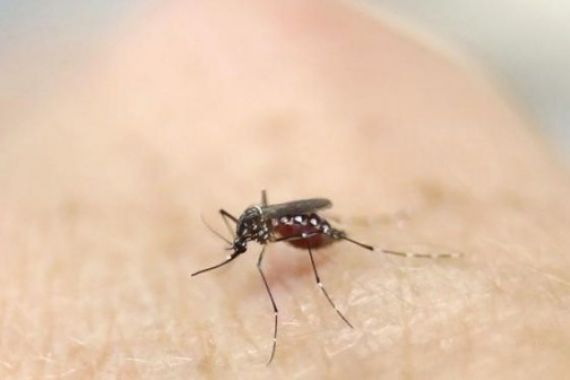 Cara Melindungi Diri Dari Virus Zika - JPNN.COM