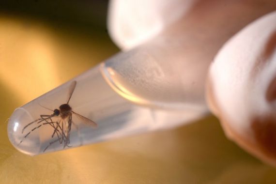 2 Hal yang Membuat PBB Dianggap "Lebay" dalam Darurat Zika - JPNN.COM