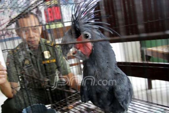 Polisi Bekuk Penjual 78 Burung Langka - JPNN.COM