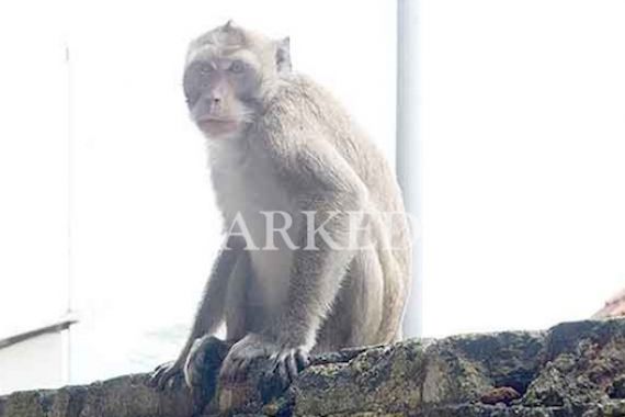 Buah-Buahan di Gunung Tidar Terbatas, Monyet Makan Chiki dan Roti - JPNN.COM
