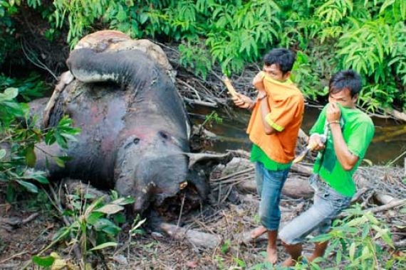 Astaga! Gajah di Way Kambas Tewas Diburu - JPNN.COM