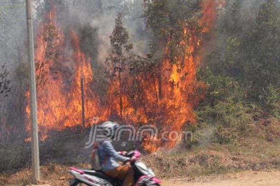 Hutan Dam Mukakuning Kembali Terbakar - JPNN.COM