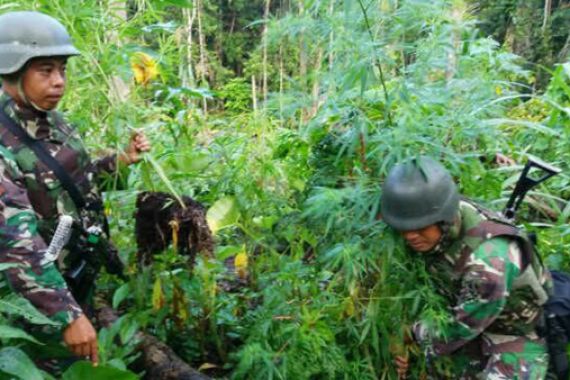 Tanam Ubi dan Pisang Cuma Kedok, Ternyata... - JPNN.COM