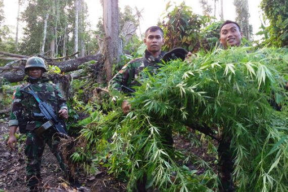TNI Kembali Menemukan Ladang Ganja di Perbatasan RI-PNG, Milik Siapa? - JPNN.COM