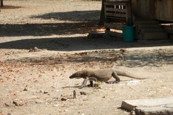 Kebun Binatang Eropa Tertarik Komodo, Tapi.. - JPNN.COM